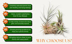 Set of 15 Assorted Air Plants Live, Low Light Tillandsia Indoor Houseplant, Small Medium Size, Easy Care Indoor Plants for Home and Office