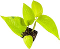 Generic Neon Pothos Indoor Plant, Easy Care, Low Light, Live Houseplant in 2"" Nursery Pot, yellow
