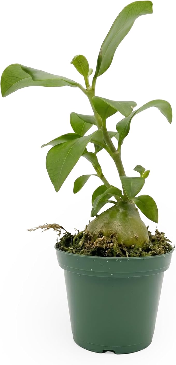 Live Hydnophytum papuanum Plant - 'Ant Plant' - ragnaroc Tropical Plant 6-12" Tall - 1ct - Live Arrival Guaranteed - House Plants for Home Décor & Gift
