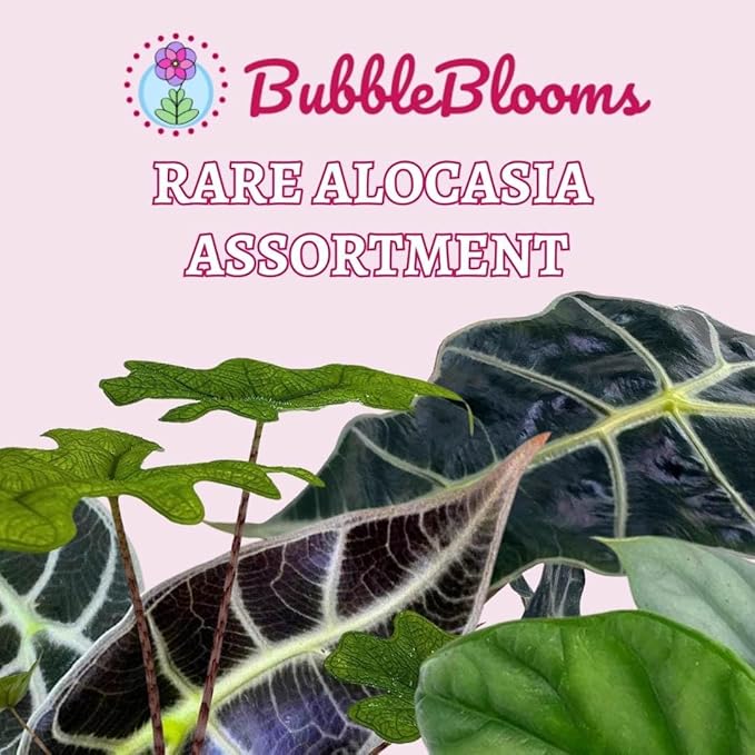 BubbleBlooms Rare Alocasia Assortment, 2 inch Set of 4, Jewel, Jacklyn, Cuprea Pixie Plants