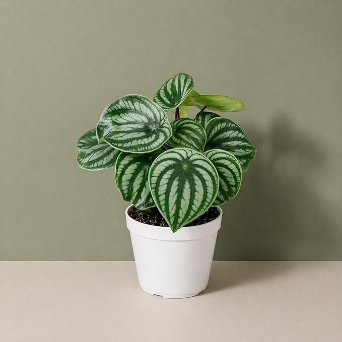 Peperomia Watermelon Live Plant, Indoor House Plant, Colorful Peperomia Plant, Live Plants Indoor, Small Houseplant for Desk, Indoor Plants Live Houseplants