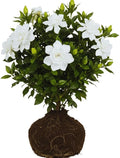 2 Jasmine Plants Live, Climbing Jasmine Flower Plant, Zone 4 to 11, 5 to 7 Inc in Height (Frost Proof Gardenia)