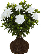 2 Jasmine Plants Live, Climbing Jasmine Flower Plant, Zone 4 to 11, 5 to 7 Inc in Height (Frost Proof Gardenia)