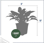 Live Perennial Hosta - Libby (3 Plants Per Pack) Beautiful Accent Plant, 10" Tall by 4" Wide in 1 Qt Pot