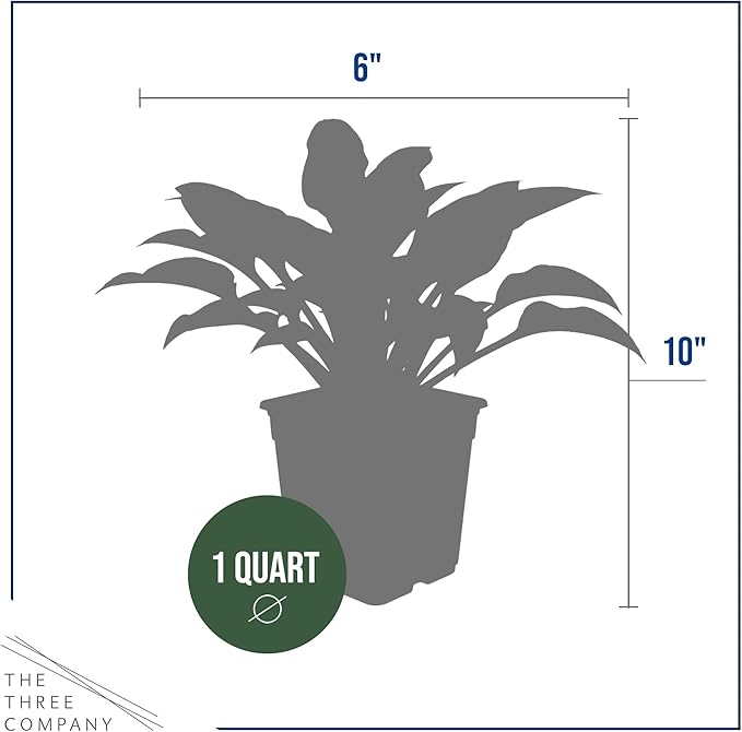 Live Perennial Hosta - Libby (3 Plants Per Pack), Beautiful Accent Plant, 10" Tall by 6" Wide in 1 Quart Pot (Pack of 2)