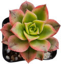 Live Succulent Cactus Plants from USKC (2" Pot) (Aeonium 'Kiwi')