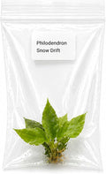 Philodendron Snow Drift Tissue Culture Starter Plant, Simple to Grow Live Plants, Live Plants Indoor for Collectors