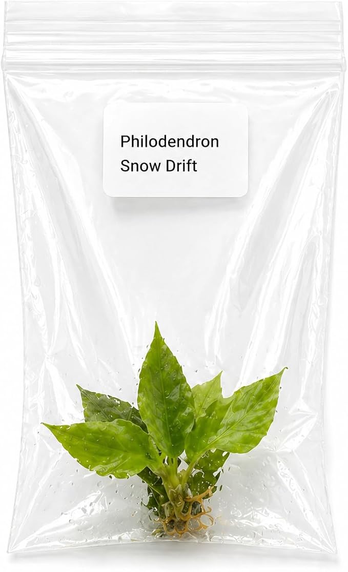Philodendron Snow Drift Tissue Culture Starter Plant, Simple to Grow Live Plants, Live Plants Indoor for Collectors