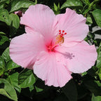 American Plant Exchange Hibiscus Plant ‘Pink’ – 10-Inch Pot – Live Tropical Flowering Shrub, Easy Care Outdoor or Indoor Plant for Patios, Gardens, Balconies & Home Landscape Décor