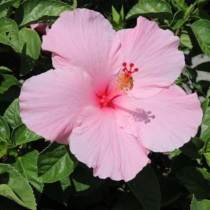 American Plant Exchange Hibiscus Plant ‘Pink’ – 10-Inch Pot – Live Tropical Flowering Shrub, Easy Care Outdoor or Indoor Plant for Patios, Gardens, Balconies & Home Landscape Décor