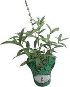 Butterfly Bush Honeycomb - Buddliea x weyeriana Hybrid - Live Plant - Fragrant Large Yellow Flower - Emerald Goddess Gardens - Starter Sz 4 Inch Pot
