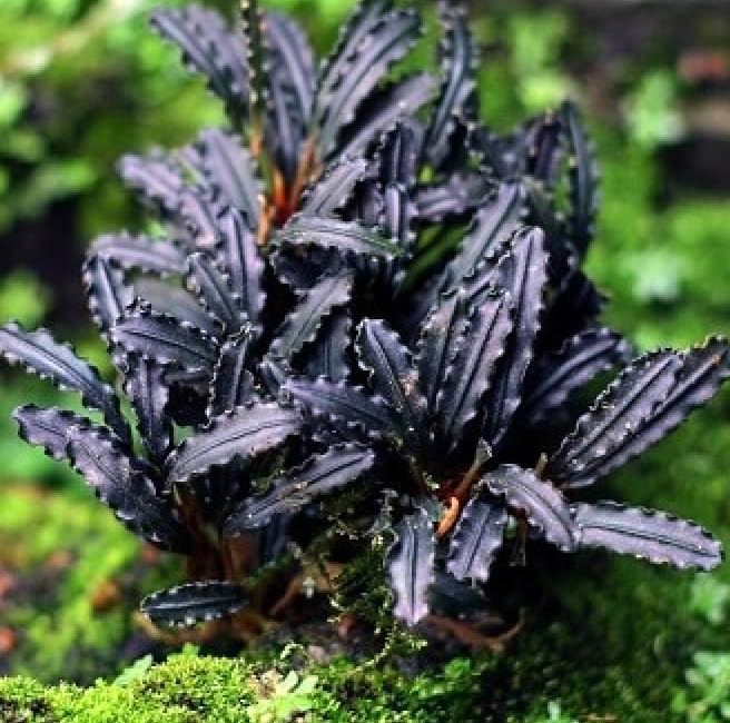 Bucephalandra ‘Godzilla’ Easy Live Aquarium Plants for Aquatic Freshwater Fish Tank