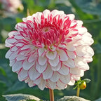 Dahlia Pinnate Flower Seeds, 100 Mixed Rare Labyrinth Dahlia Seeds, Non-GMO Dahlia Seed for Home Gardens Outdoor