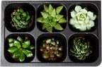 The Hydroponic City Seed Starter Tray, 720 Cells (120 Trays - 6 Cells Per Tray) + Plant Stakes