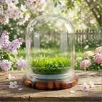 Bloomify Live Sundew Carnivorous Plants Live – Self-Growing Moss – No Maintenance Terrarium – Long-Lasting - Ecosystem
