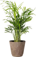 Thorsen's Greenhouse Parlor Palm Plant, Live Indoor Plant, Neanthe Bella Palm, Natural Air Purifier, Easy to Grow, Pet Safe Plant, 4-inch Diameter Pot (Coffee)