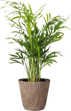 Thorsen's Greenhouse Parlor Palm Plant, Live Indoor Plant, Neanthe Bella Palm, Natural Air Purifier, Easy to Grow, Pet Safe Plant, 4-inch Diameter Pot (Coffee)