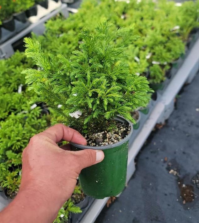 Globosa Nana Dwarf Cryptomeria (Japanese Cedar) - Live Plant - (1 QT)