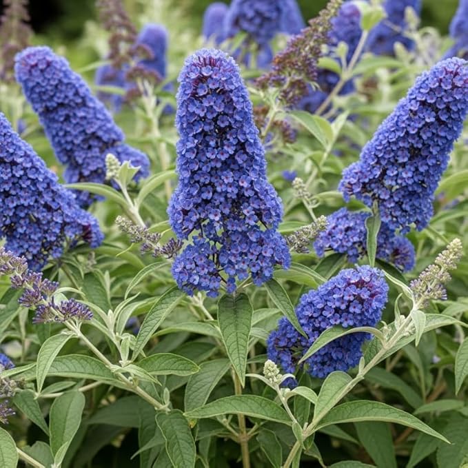 Light Blue Butterfly Bush Live Shrub Plant Shrub, Buddleia Bush Well Rooted, 5 to 10 Inc Tall