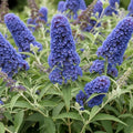 Light Blue Butterfly Bush Live Shrub Plant Shrub, Buddleia Bush Well Rooted, 5 to 10 Inc Tall