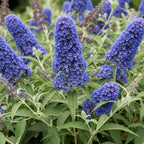 Light Blue Butterfly Bush Live Shrub Plant Shrub, Buddleia Bush Well Rooted, 5 to 10 Inc Tall