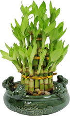 Athena’s Garden Lucky Bamboo Indoor Live Plant 3 Tier Tower Fresh Plant in Ceramic Planter (Frog)
