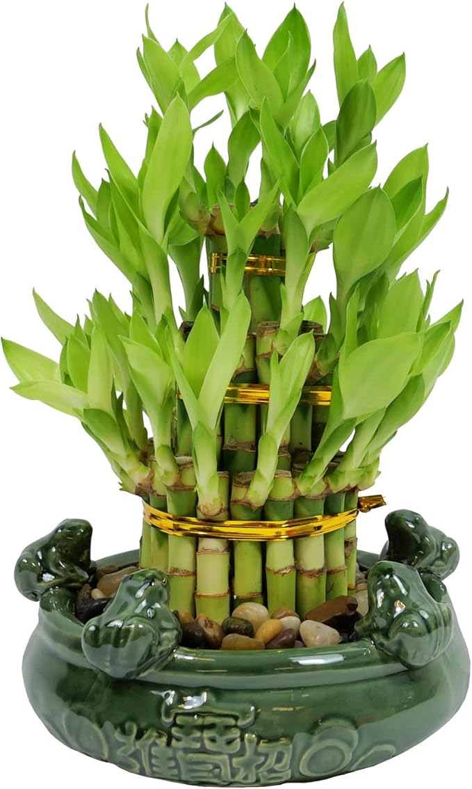 Athena’s Garden Lucky Bamboo Indoor Live Plant 3 Tier Tower Fresh Plant in Ceramic Planter (Frog)