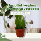 BubbleBlooms Epiphyllum Orchid Cactus in a 4 inch Pot Disocactus ackermannii,