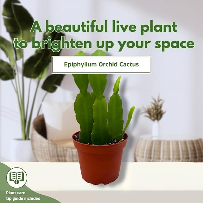 BubbleBlooms Epiphyllum Orchid Cactus in a 4 inch Pot Disocactus ackermannii,