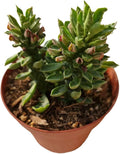 Live Cactus and Succulent Plants (4" Pot Euphorbia guentheri)