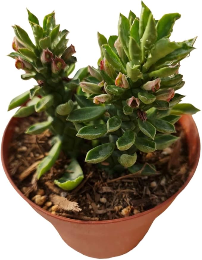 Live Cactus and Succulent Plants (4" Pot Euphorbia guentheri)