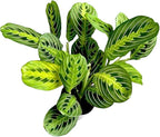Live Plant, Lemon Lime Maranta Prayer Plant, Pet Friendly, Air Purifying, Easy Care, 12-16 inch Tall, Easy to Grow Rare Indoor Plant, Houseplant, 4 inch Pot by Hopewind Plants Shop