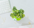 Silver Buffalo Care Bears Good Luck Bear 5-Inch Sculpted Ceramic Mini Planter with Artificial Succulent | Cute Flower Pot, Faux Indoor Plants