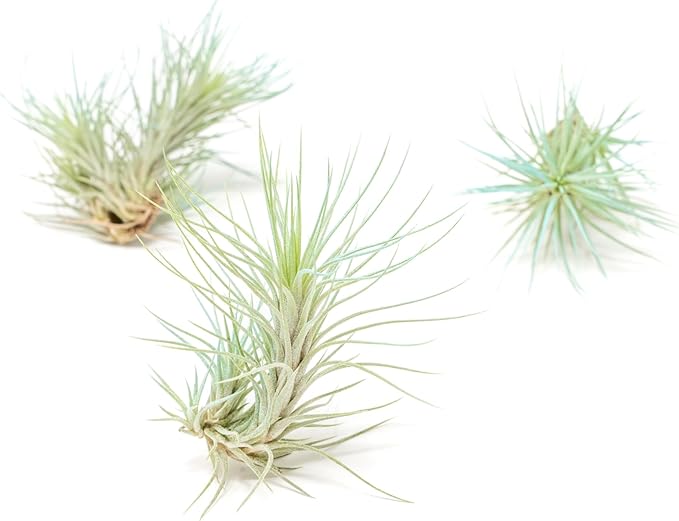 Light Blue Colorful Tillandsia Air Plants -Long Lasting Color Enhanced Live Tillandsia Succulent House Plants - Home and Garden Decor -Easy Care Indoor/Outdoor Plants (Funckiana, Single)