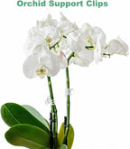 M METERXITY 100-Pack Orchid Clips, Plastic Garden Plant Clips, 6 Claws Orchid Clips, Garden Plant Support Clip for Supporting Stems/Vines/Stalk Grow Upright [Transparent]