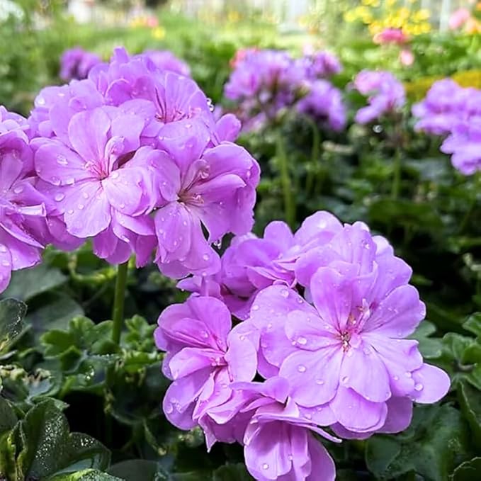 Set 2 Geranium Plants Live, 4-9 Inches Tall, Hardy Flowering Geraniums for Garden or Pots, Fragrant Perennial Blooms (Lavender Geranium)