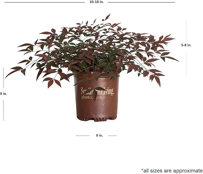 Flirt Nandina (1.5 Gallon) Low-Growing Multicolor Evergreen Shrub with Red New Growth - Part Shade Live Outdoor Plant - Southern Living Plants