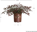 Flirt Nandina (1.5 Gallon) Low-Growing Multicolor Evergreen Shrub with Red New Growth - Part Shade Live Outdoor Plant - Southern Living Plants