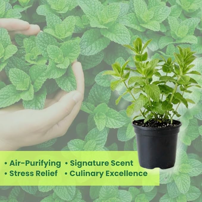 Apple Mint Plants Live, Mint Plants for Inside and Home Décor, 3-Inch Potted Fresh Herb for Kitchen Gardens and Indoor Outdoor Growing
