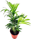 Chamaedorea elegans (Parlor Palm) – Live Indoor Palm Tree | Easy-Care Houseplant | Air-Purifying Tropical Plant (No Pot) (1, Large)
