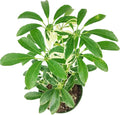 Schefflera Arboricola Variegated (6" Grower Pot) - Low Light and Healthy Houseplant - Easy to Care Indoor Houseplant for Beginners - Air-Purifying Indoor Plant for Home and Office Decoration