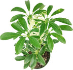 Schefflera Arboricola Variegated (4" Grower Pot) - Low Light and Healthy Houseplant - Easy to Care Indoor Houseplant for Beginners - Air-Purifying Indoor Plant for Home and Office Decoration
