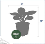 Live Perennial Hosta - Queen Josephine (3 Plants Per Pack) Beautiful Accent Plant, 10" Tall by 4" Wide in 1 Qt Pot