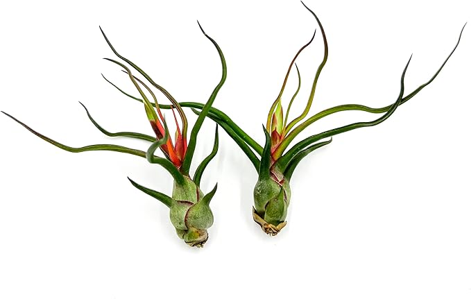 ragnaroc Air Plants - Flowering Tillandsia Bulbosa Guatemala, Large 3-5" - 2ct - Live Arrival Guaranteed - House Plants for Home Decor & Gift