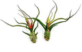 ragnaroc Air Plants - Flowering Tillandsia Bulbosa Guatemala, Large 3-5" - 2ct - Live Arrival Guaranteed - House Plants for Home Decor & Gift