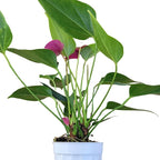 Anthurium Purple Andraeanum - Exquisite Indoor Plant with Long-Lasting Blooms and Lush Foliage & Glossy Purple Flowers - Easy-Care Indoor Plant - CA Seller - Air Purifying Plant (Small Plant, 4" Pot)