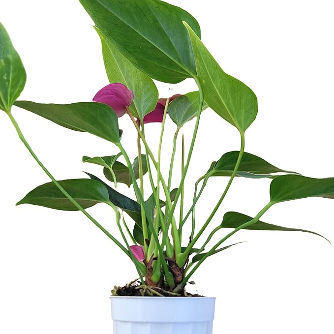Anthurium Purple Andraeanum - Exquisite Indoor Plant with Long-Lasting Blooms and Lush Foliage & Glossy Purple Flowers - Easy-Care Indoor Plant - CA Seller - Air Purifying Plant (Small Plant, 4" Pot)