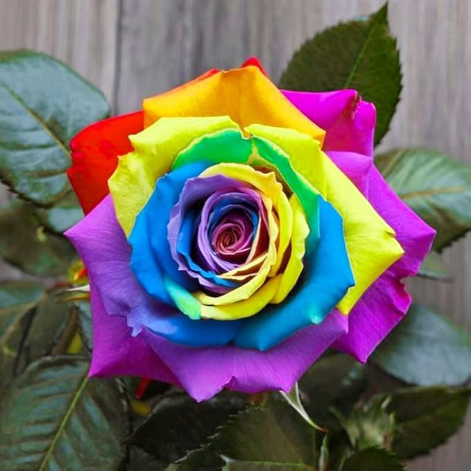 25+ Mix Colorful Rose Seeds for Planting-for a Multicolored Garden