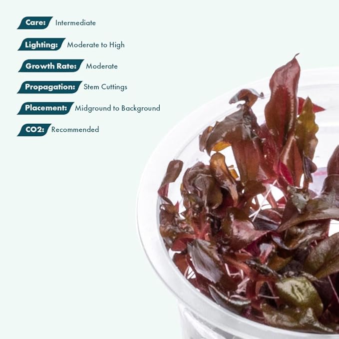 SubstrateSource Live Plant - Alternanthera Reineckii Rosaefolia Live Aquarium Plant Tissue Culture Aquatic Stem - 100% Snail Free in Vitro Cup (AR Rosaefolia)