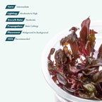 SubstrateSource Live Plant - Alternanthera Reineckii Rosaefolia Live Aquarium Plant Tissue Culture Aquatic Stem - 100% Snail Free in Vitro Cup (AR Rosaefolia)